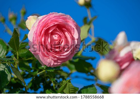 Rose flower outdoor close up shot