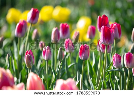Tulip flowers shot, spring image