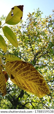 Autumn yellow and brown leaves against the background of trees and blue sky. A symbolic picture of wilting and old age. Bright natural background.
