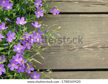 lilac tender meadow geranium on a background of wooden boards,copy space