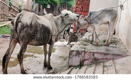 this is picture caw and calf presenting love maa village caw beautiful animal natural love son