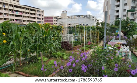 View of the home based roof top farming organic garden with various vegetables an plant. It is the cultivation of fresh produce on the top of buildings within the CBD of major cities Royalty-Free Stock Photo #1788593765