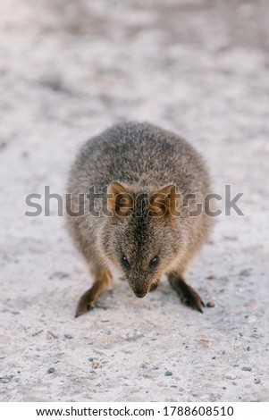 Quokka on Rottnest Island, Australia.