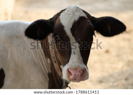 Cow a common type of large domesticated ungulates close view of head of cow in animal farm Royalty-Free Stock Photo #1788611411