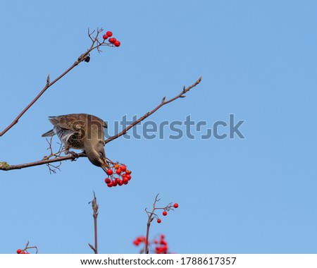 Thrush (turdidae), brown bird, sitting on a branch eating rowan berries in autumn. Close up, blue background with place for text, copy space.