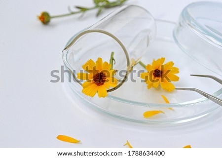 medicinal calendula flowers in a glass laboratory flask side projection