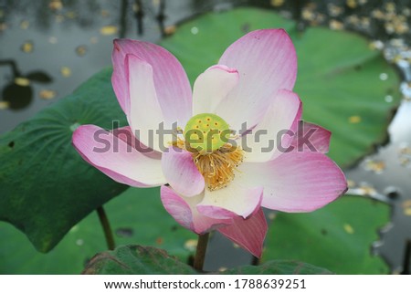 Close-up picture of pink lotus flower, blurred background