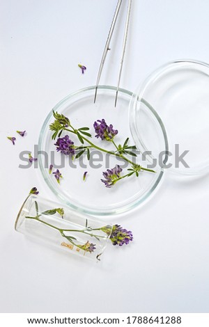 purple alfalfa flowers in a glass petri dish top view Royalty-Free Stock Photo #1788641288