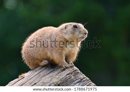 Prairie Dog (Cynomys ludovicianus) Beautiful cute animal. Royalty-Free Stock Photo #1788671975