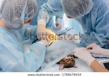 In a modern veterinary clinic, an operation is performed on an animal on the operating table in close-up. Veterinary clinic Royalty-Free Stock Photo #1788678434