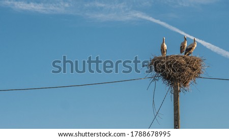 View of stork standing in the nest.