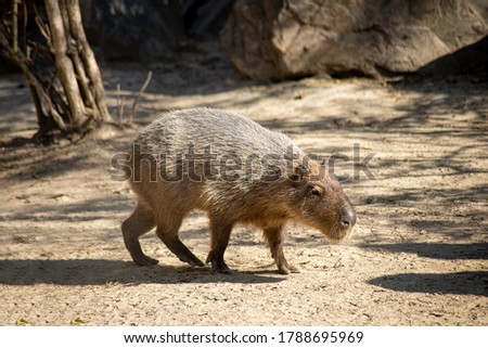Capybara in an animal park