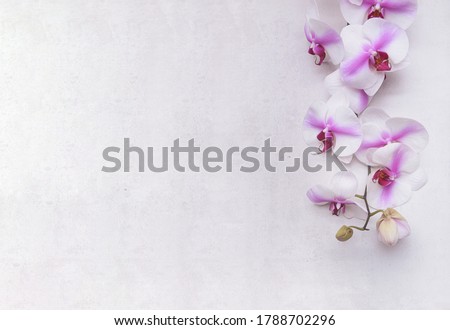 Top view White branch orchid flower on a gray background with copy space