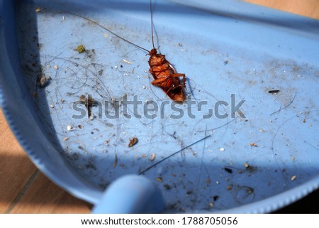 Caught a dead cockroach on dustpan                     