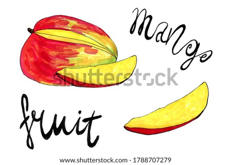 Hand drawn illustration of mango. Fruit drawing isolated on white background. Organic fruit grown on the farm