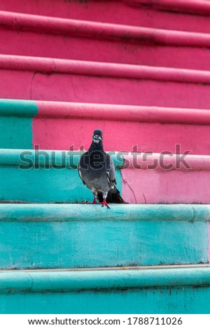 pigeon are sit at batu caves selangor staircase.this picture taken on July 2020
