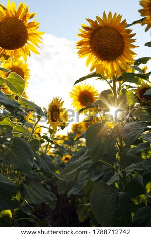close up view of sunflower flowers at the evening field
