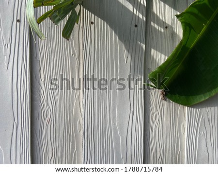 Green banana leaf with white wood fence background,feel cozy