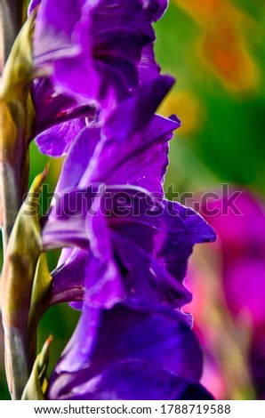 A single, vibrant violet gladiola, closeup in a field, like a garland at the side of the picture