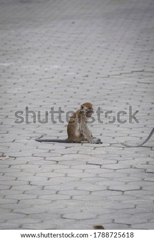 monkeys at batucave selangor,malaysia,the picture taken on July 2020