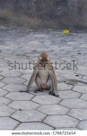 monkeys at batucave selangor,malaysia,the picture taken on July 2020