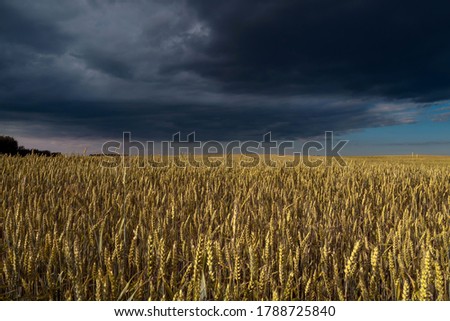 Wheat field against a dark stormy sky