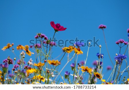 Colourful wild flowers in the sunshine, photographed in mid summer in Windsor great park, Berkshire UK.
