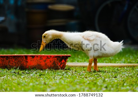 A selective focus picture of duckling drinking water in the poultry farm. The duck been breed for its meat.