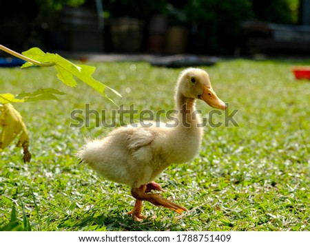 A picture with noise effect of duckling moving in the farm. Duckling been breed for its meat.