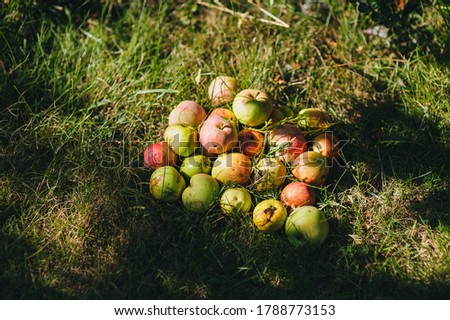 A bunch of multi-colored ripe, overripe and rotten apples lies on the green grass, meadow in the garden, like a good harvest.