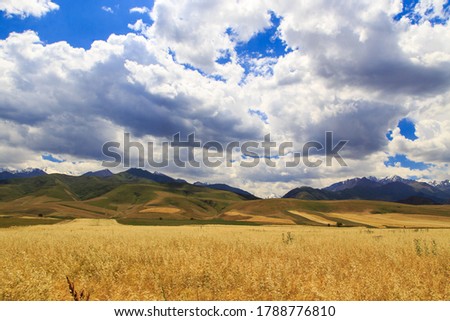 Yellow wheat field against the background of mountains and blue sky. Harvest bread. Summer landscape.