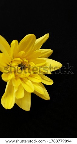 gerbera daisy flower isolated on black background
