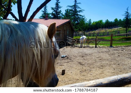 close up photo of horse