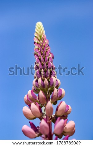 Lupinus, commonly known as lupin or lupine, genus of flowering plants in the legume family Fabaceae. 