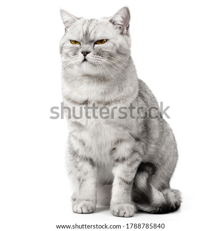 Angry British Cat Grumpy and serious Looking in Camera Isolated on white background, Front view. Royalty-Free Stock Photo #1788785840