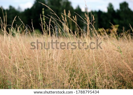 Wild grass in the meadow. Sunset time image. Environment and nature photography in sunny say. Selective focus.