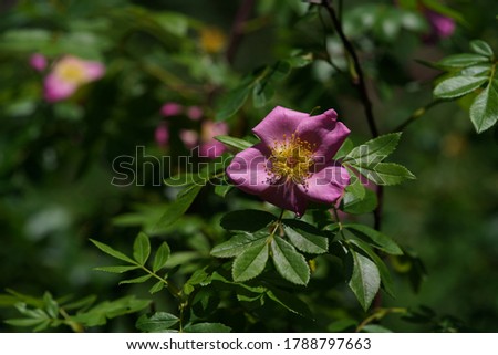 Pink Flower of Wild Rose 'Rosa fargessi Boulenger' in Full Bloom
