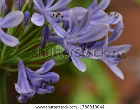 Macro detail Blue flower Agaphantus africanos