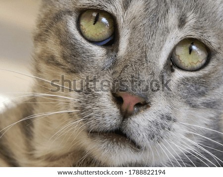 A close up photo of the cat with green eyes 