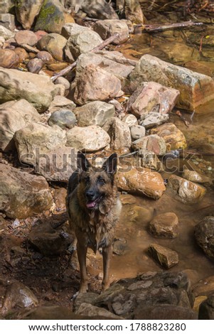German Shepherd dog swimming  and playing in a brown river, Cape Town, South Africa
