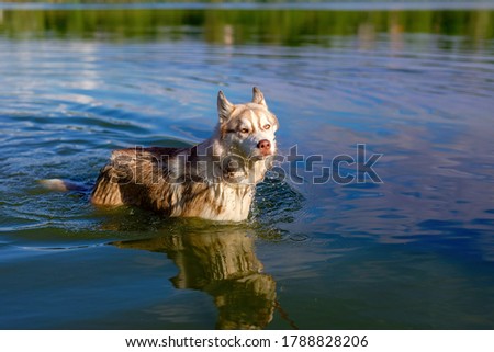 dog husky siberian nature animal water