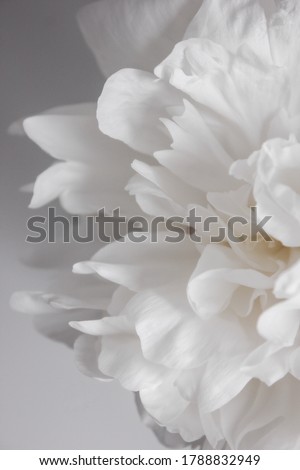 Minimalistic background with white peony flower, white floral wallpaper. Photo half of a peony flower