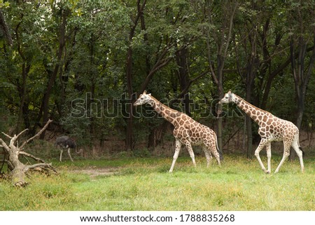 giraffe in the zoo doing synchronized walk
