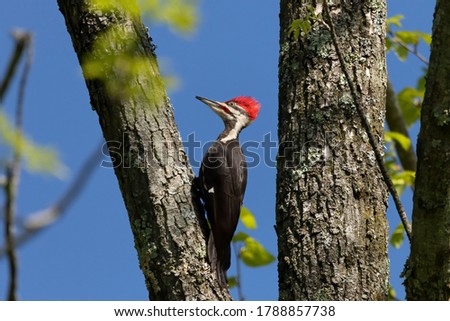The pileated woodpecker.The bird native to North America.Currently the largest woodpecker in the United States after the critically endangered and possibly extinct ivory woodpecker. Royalty-Free Stock Photo #1788857738