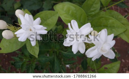 Beautiful Jasmine flowers on a plant 