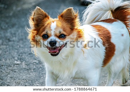 Papillon or Continental toy spaniel Canis familiaris . Little dog for a walk. A true friend.
