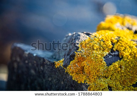 CloseUp photo Stones and Rocks on a seashore covered with yellow moss with blue sea background