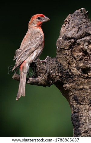 Male house finch perched on a tree stump Royalty-Free Stock Photo #1788865637