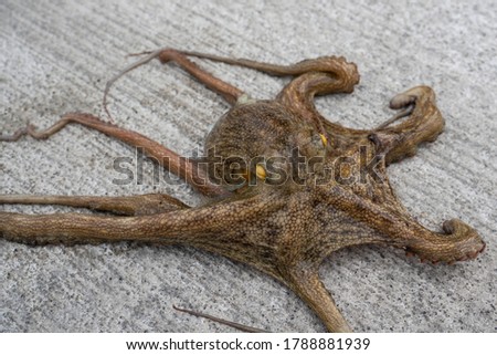 Photo of an octopus crawling on the ground