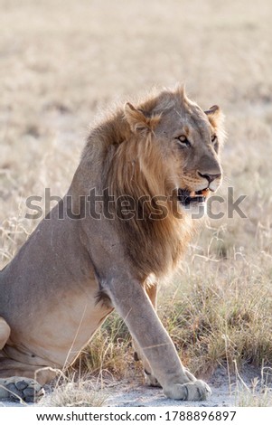 Lions in Namibia´s Etosha Pan